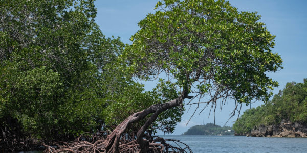mangrove-trail-sipalay-city-600x300