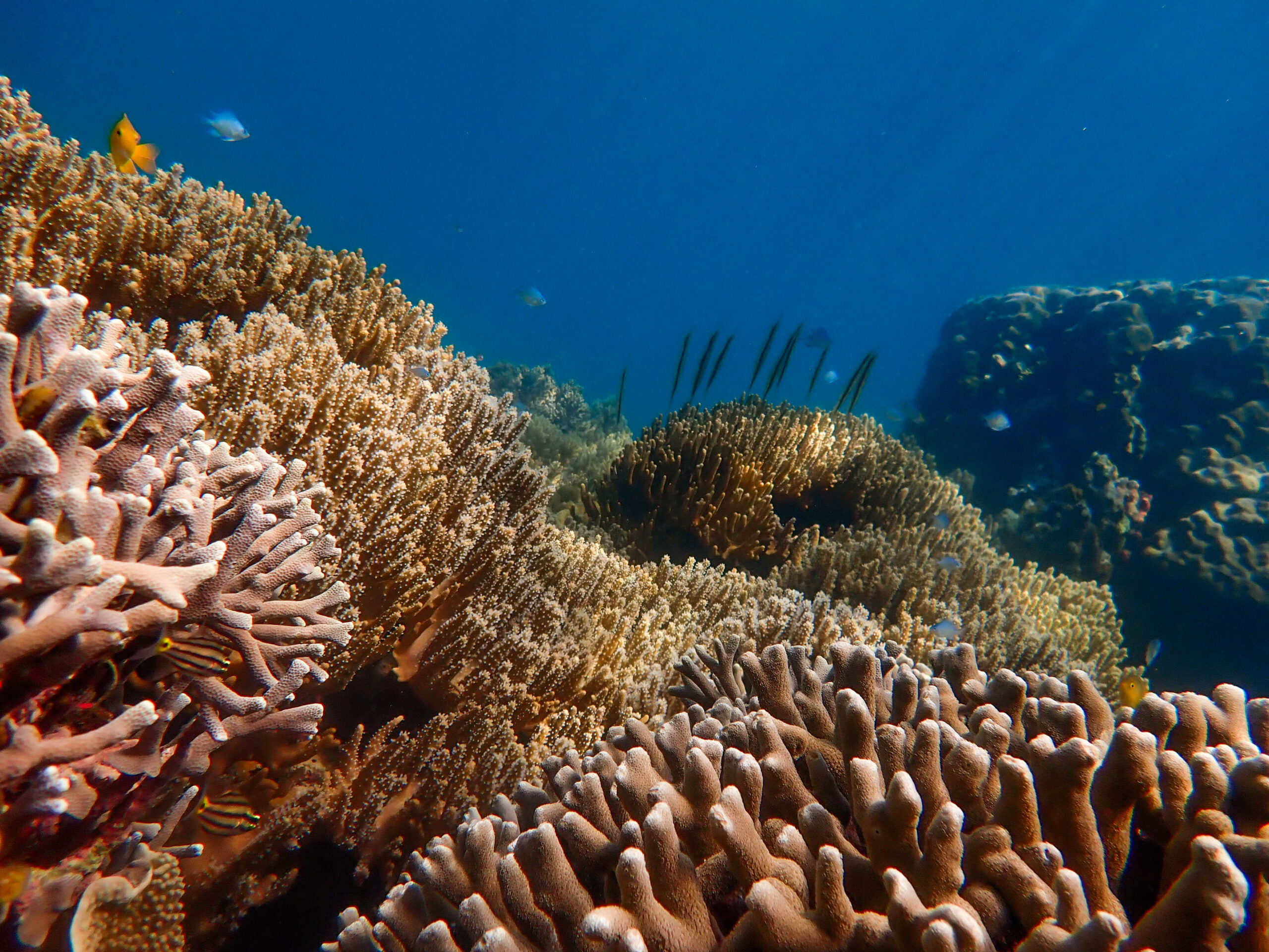 Dive site_Eva_s Point 1