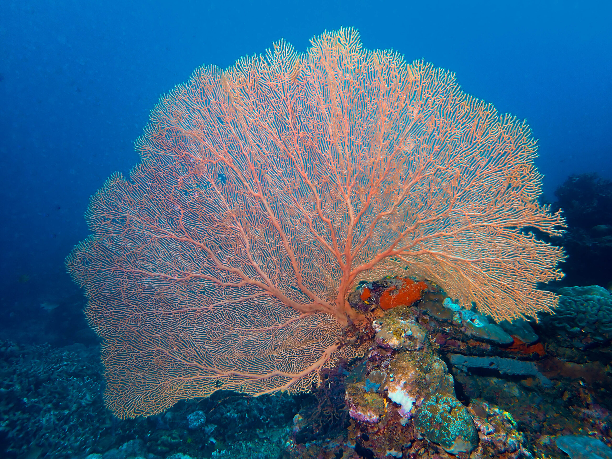 Dive site_Giant sea fan (Supergogia sp.) at Alex_s Garden