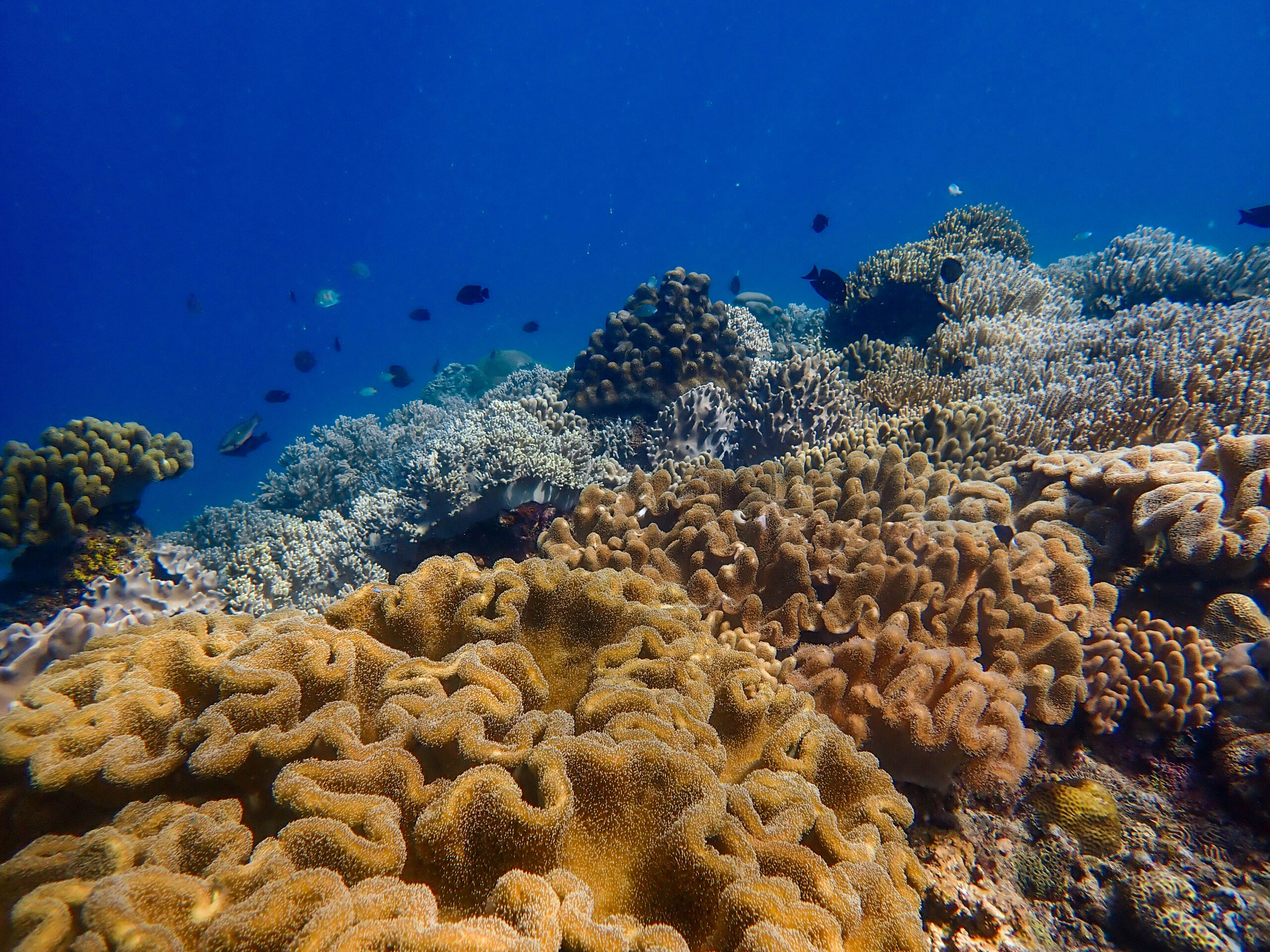 Dive site_Manami House Reef 1