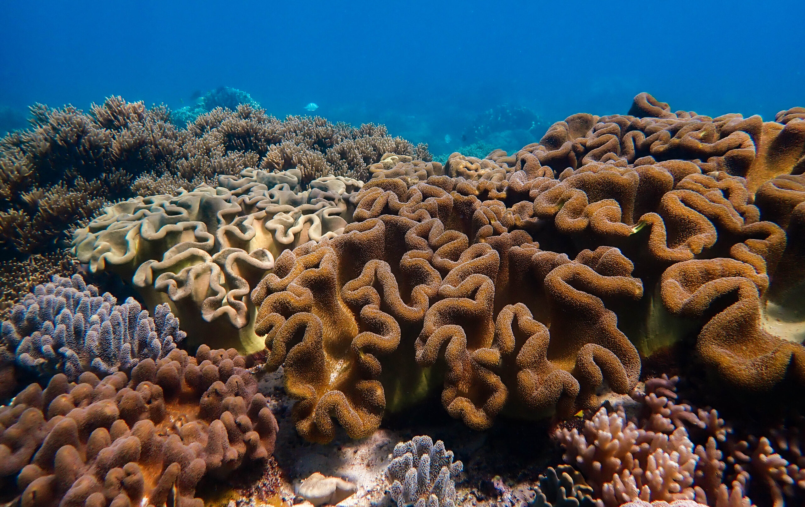 Dive site_Manami House Reef 2
