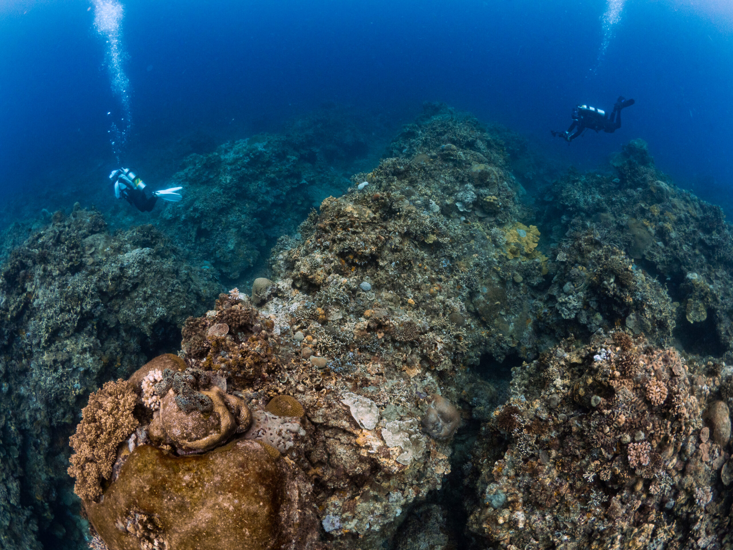 Dive site_Arbol Reef_05_5200577 (1)