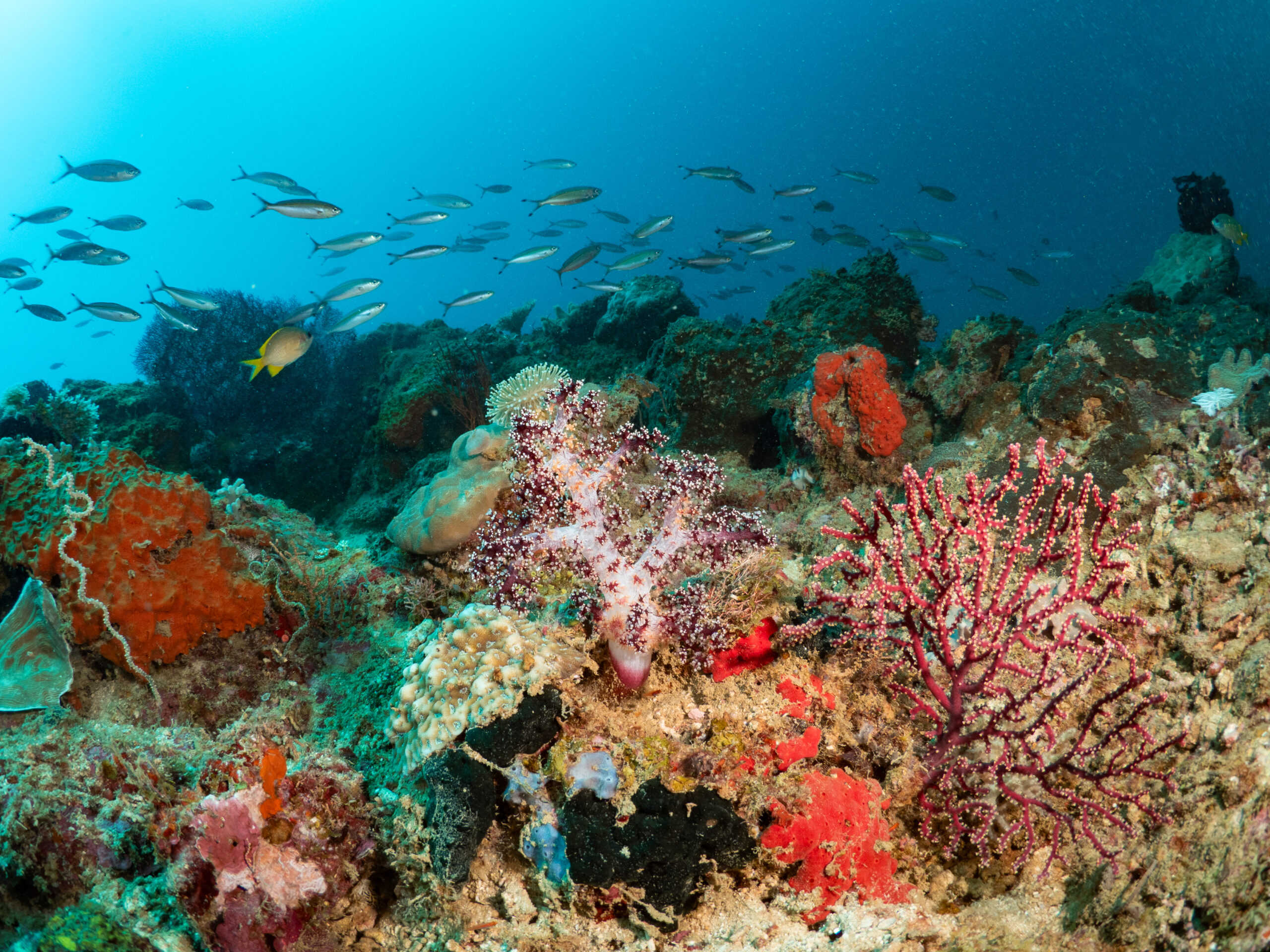 Dive site_Sunken Island_04_5230871