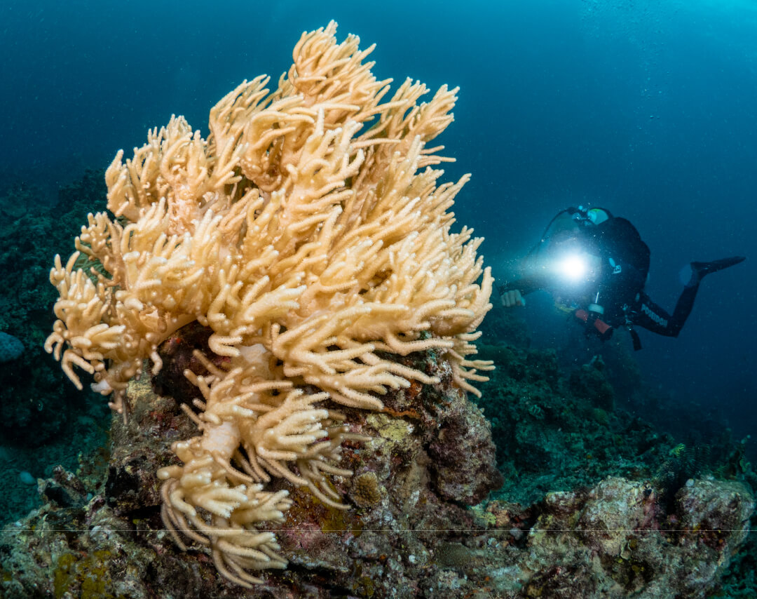 SCUBA-DIVING-ARBOL-REEF-HEADER-3