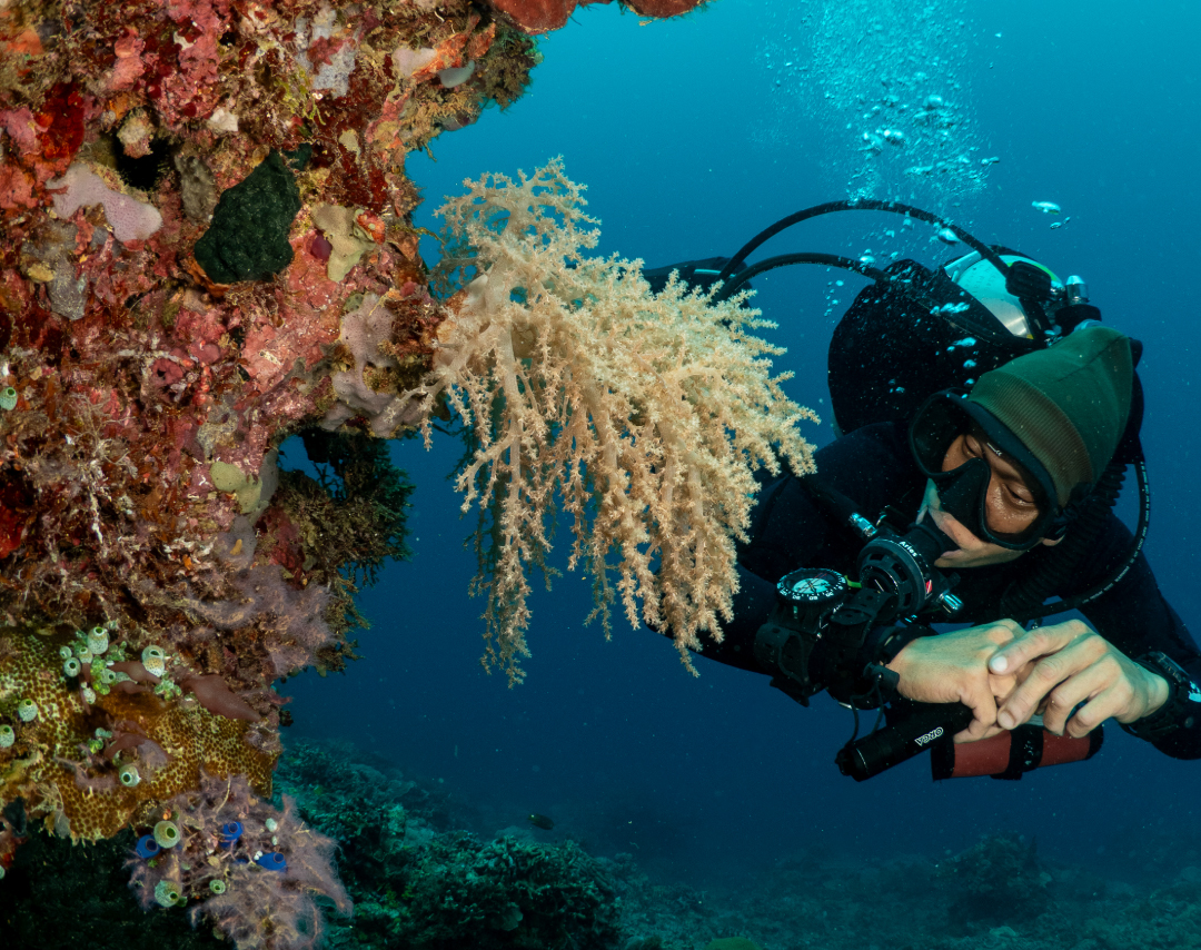 SCUBA-DIVING-ARBOL-REEF-HEADER