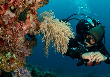 SCUBA-DIVING-ARBOL-REEF-HEADER