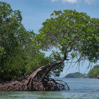 mangrove-trail-sipalay-city-1024x683